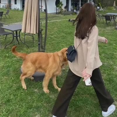 狗果定理 在线观看